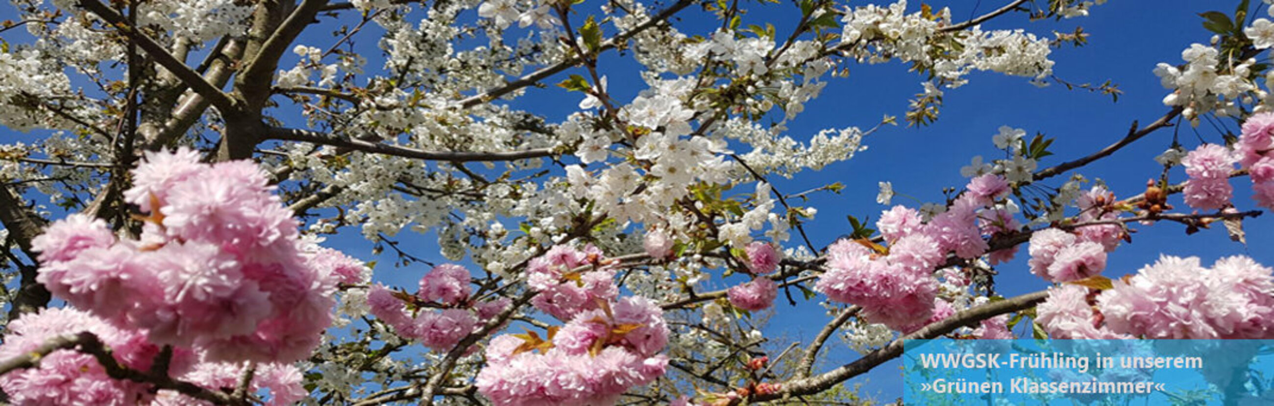 Banner_Fruehling